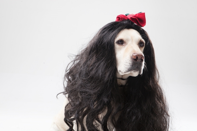 ウィッグをつけた犬